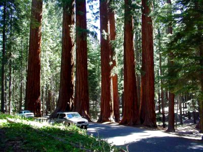 Sequoia Park 4