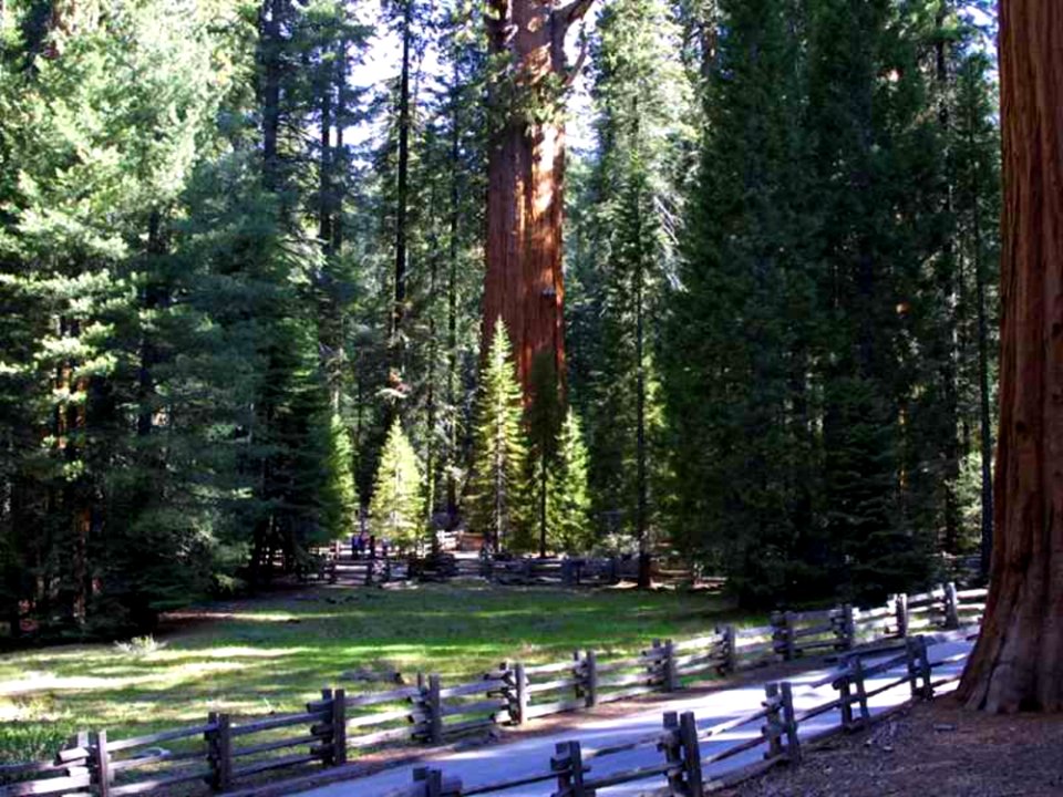 Sequoia 5