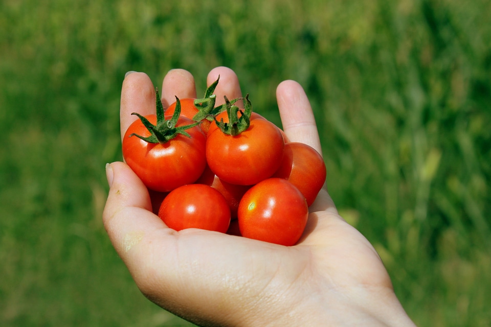 Red small tomatoes photo