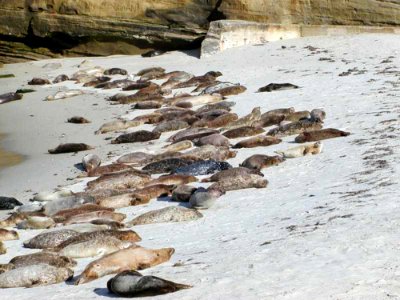 Seals 3
