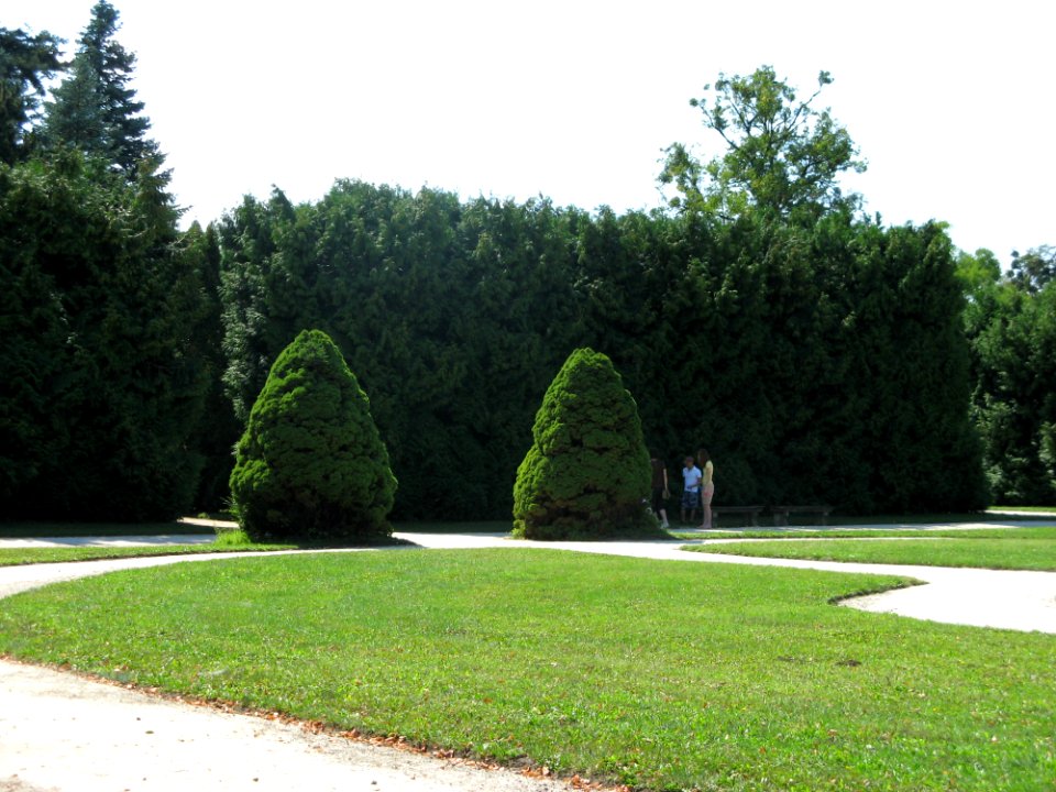 Shaped Trees