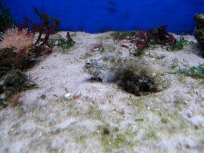 Sea Fish In Aquarium
