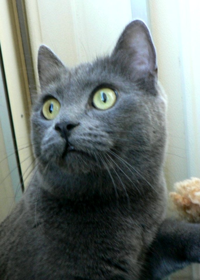 Scared Looking Cat