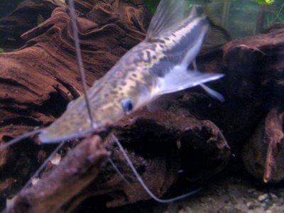 Sheatfish