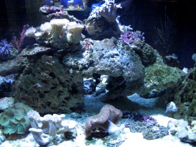 Sea Aquarium