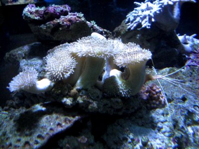 Sea Anemone