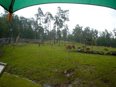 Savanna In Rain