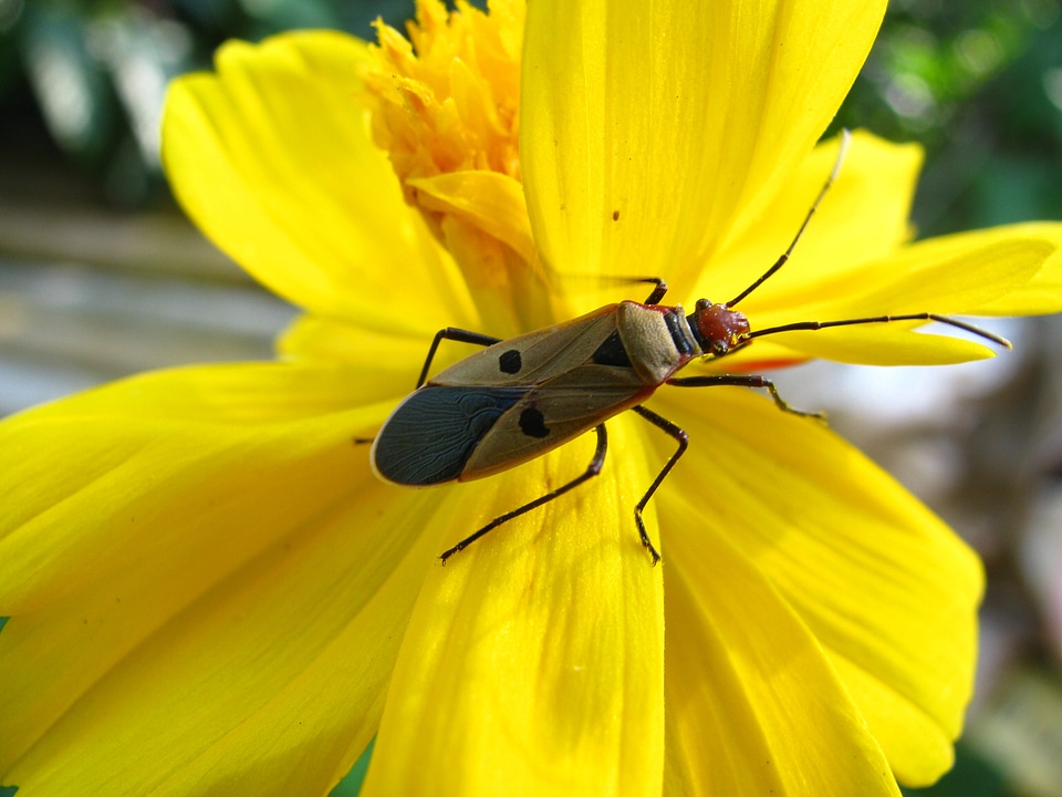 Wildlife bug small