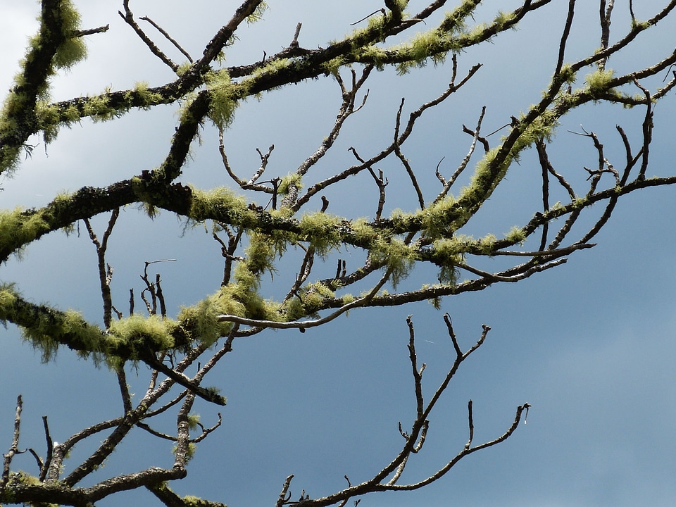 Lichen sky incomplete