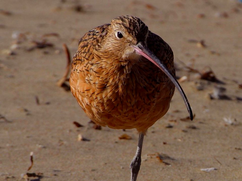Sand Piper 2