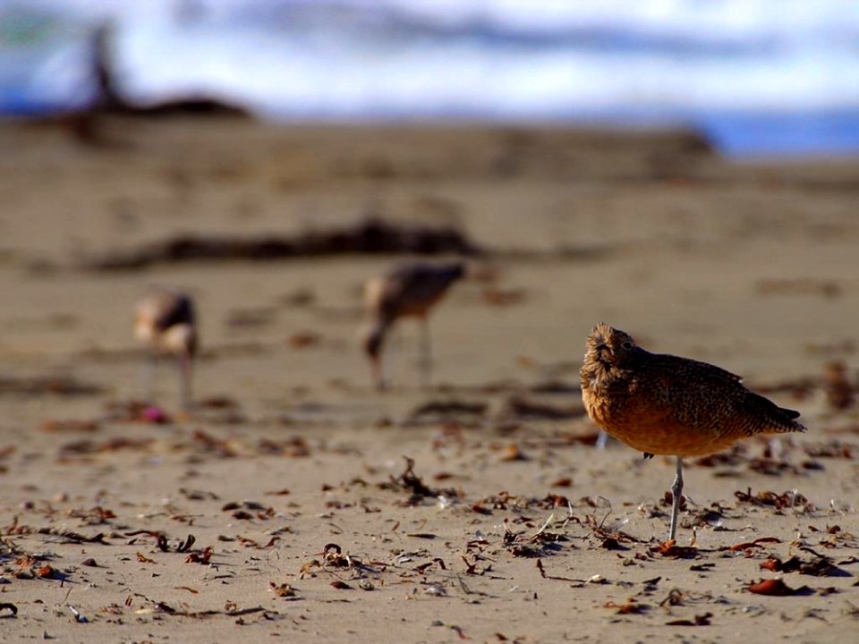 Sand Piper
