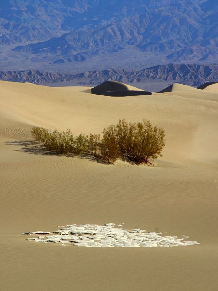 Sand And Tree