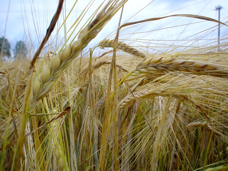 Rye 2