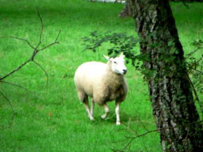 Running Sheep