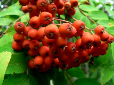 Rowanberries