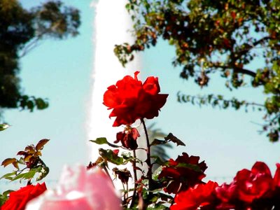 Rose Garden