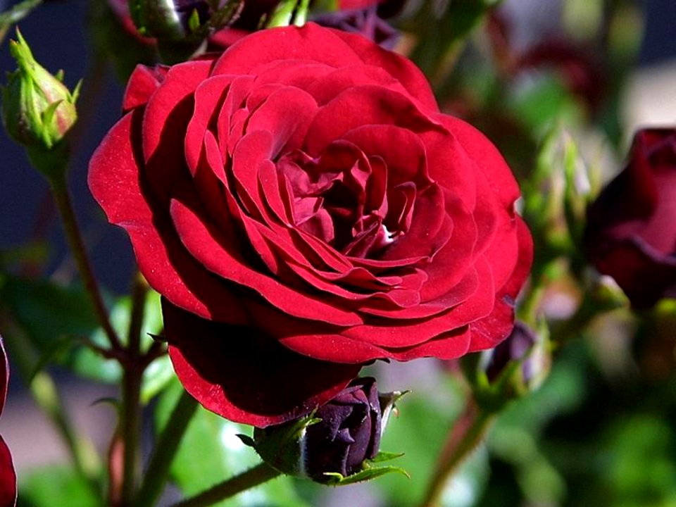 Rose