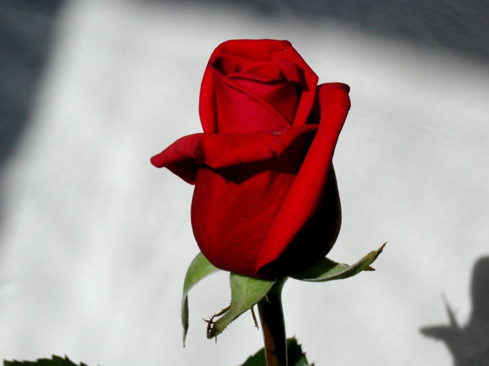 Rose 8