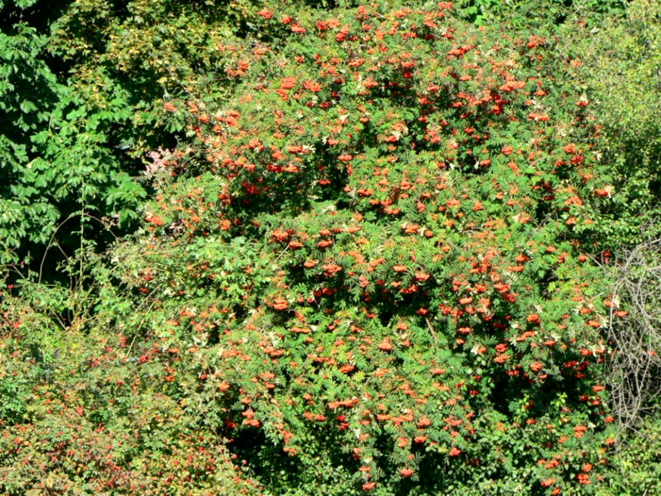 Rowan Tree With Berries