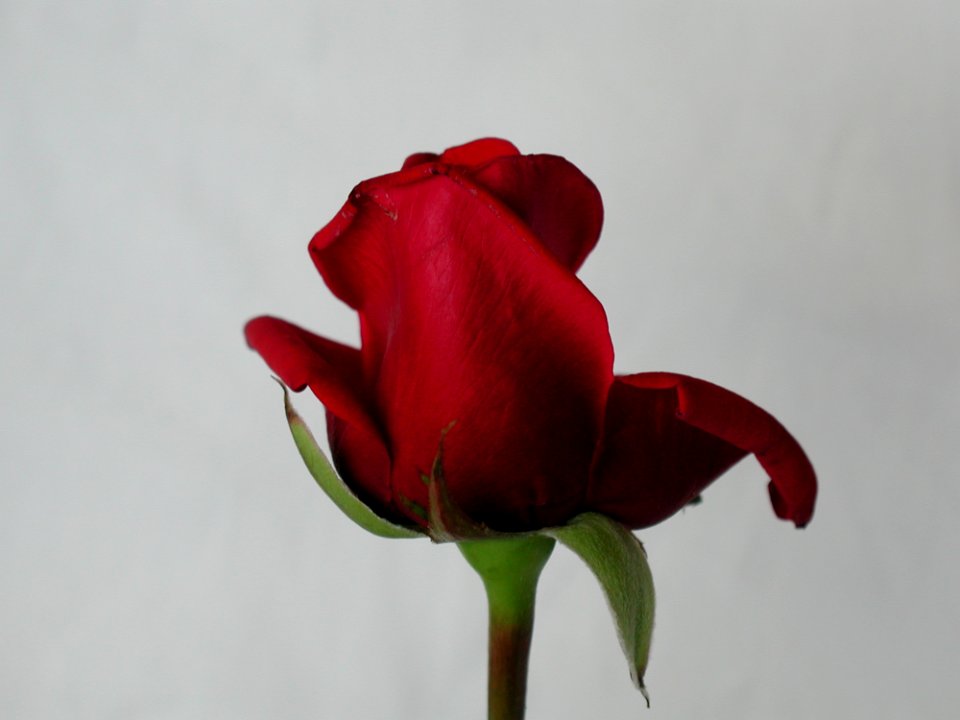 Rose 93