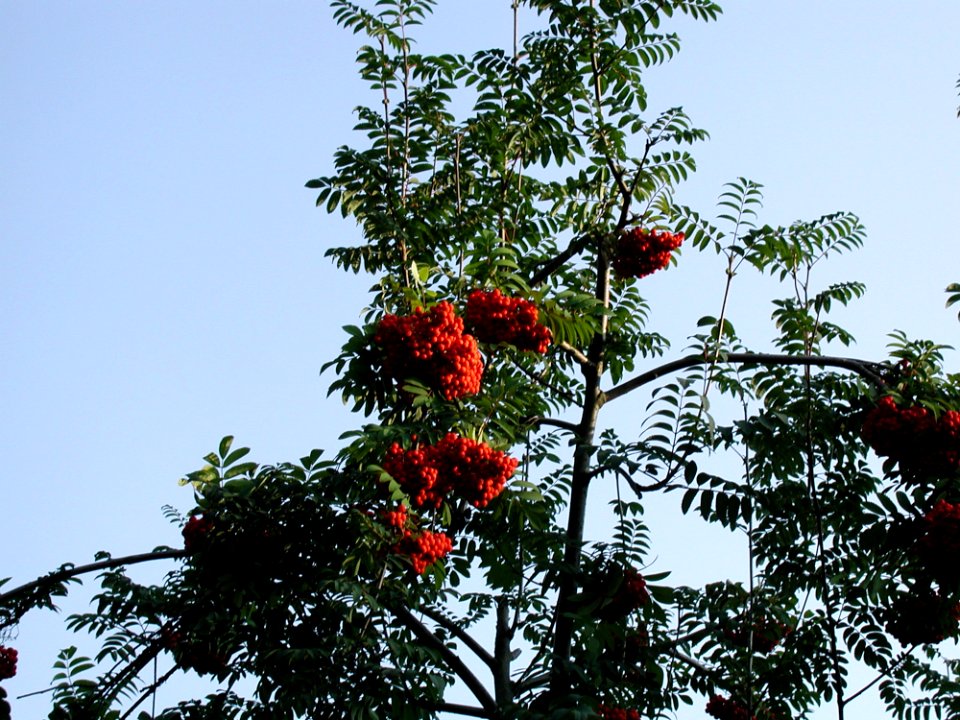 Rowanberry