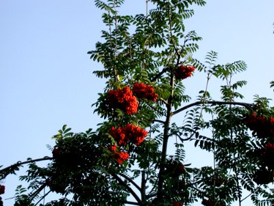 Rowanberry