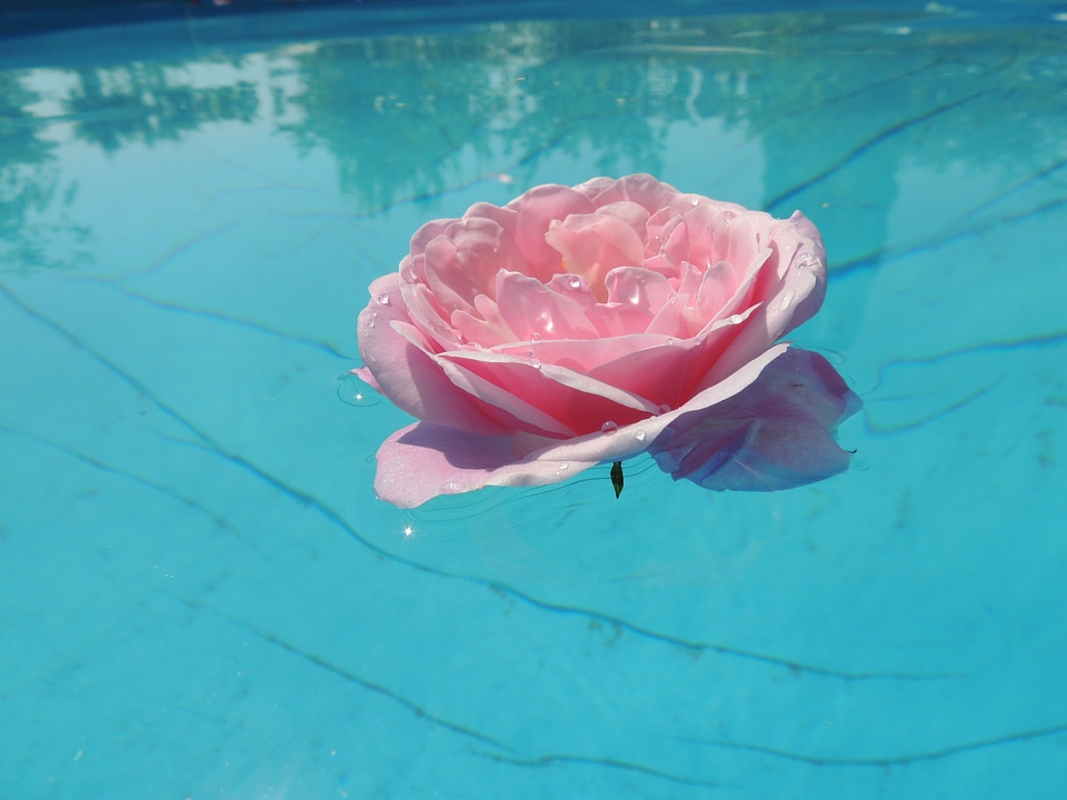 Blue reflection freedom