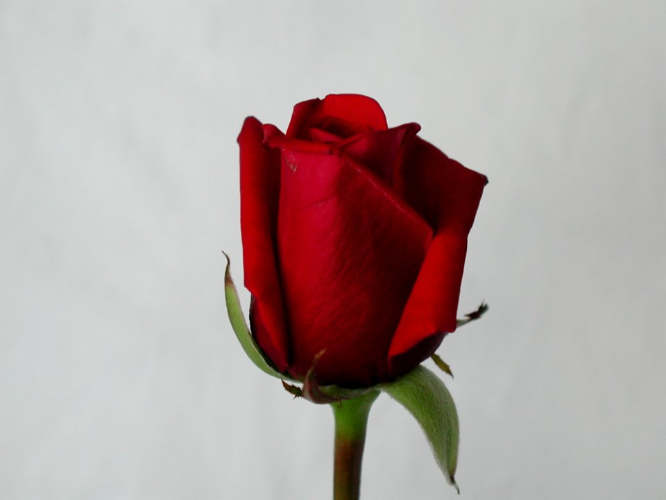 Rose 63