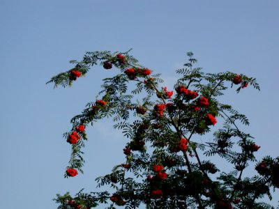 Rowan