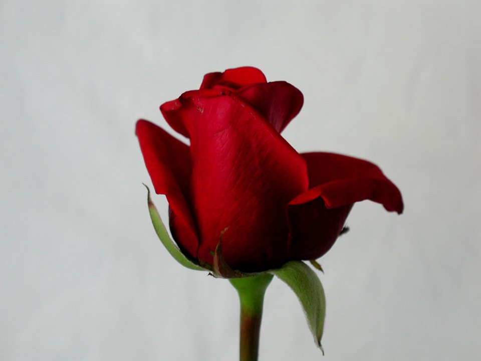 Rose 75