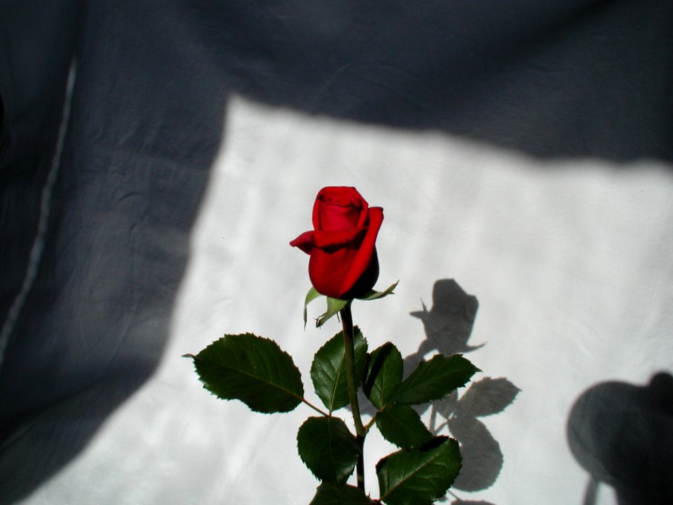 Rose 5