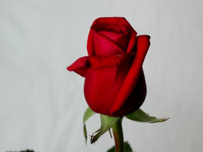 Rose 34
