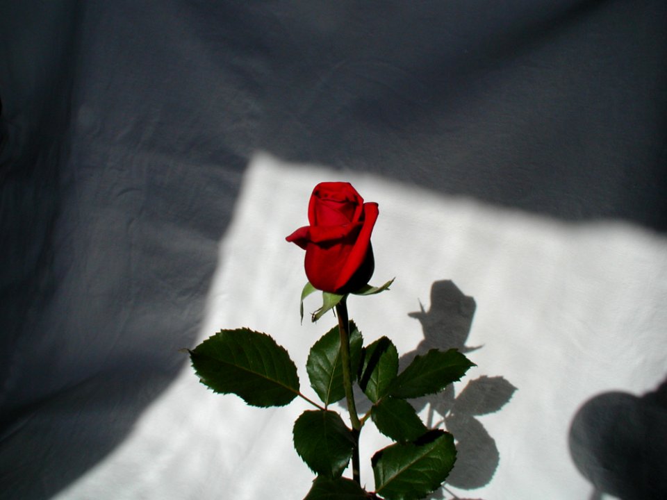 Rose 7 photo