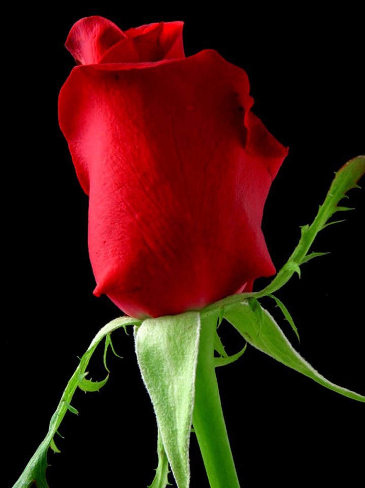 Rose 3