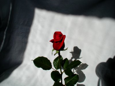 Rose 4 photo