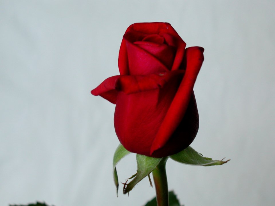 Rose 36
