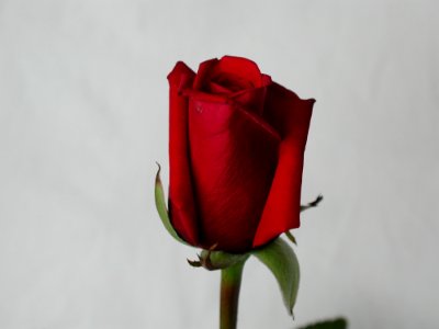 Rose 51