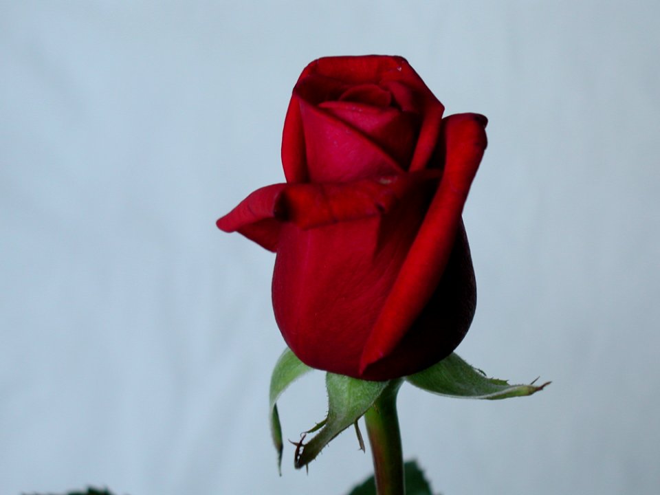 Rose 32