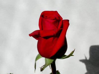 Rose 1