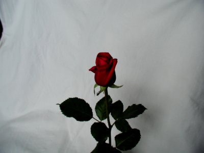 Rose 17