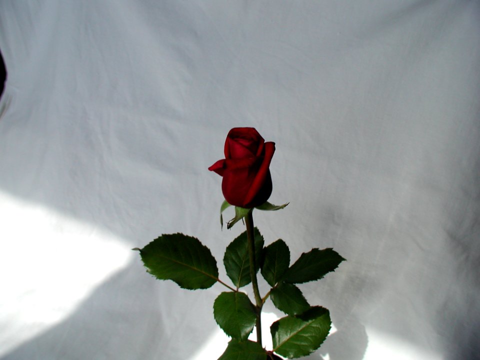 Rose 15