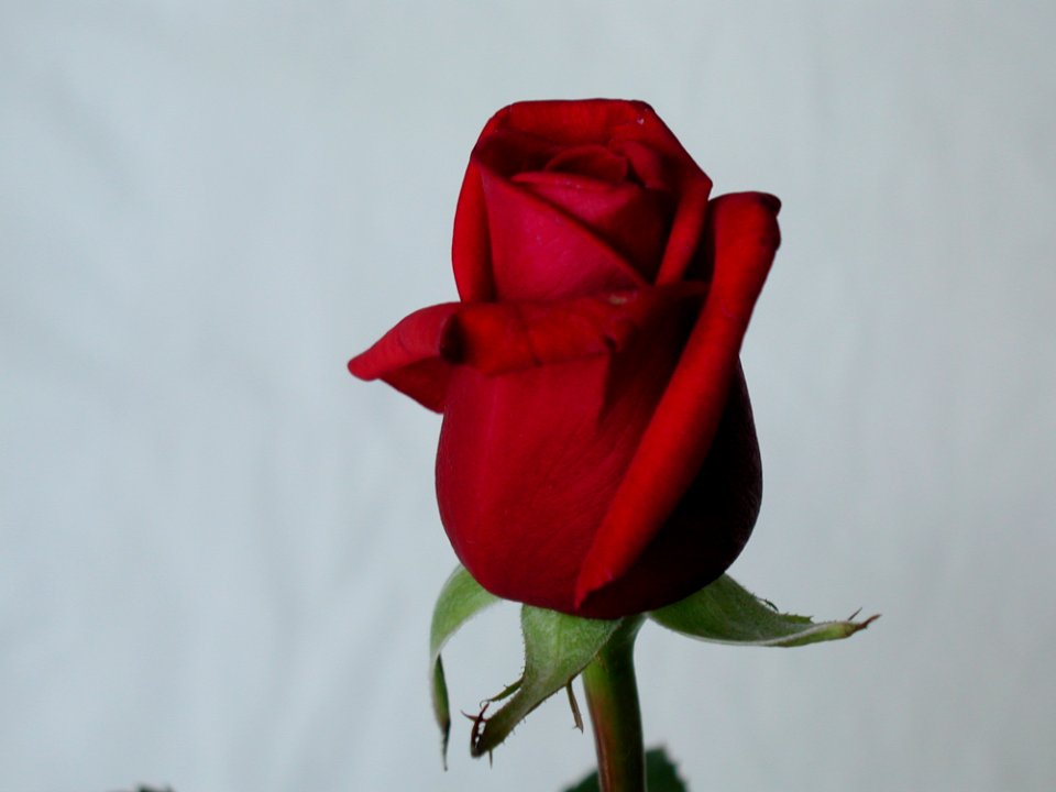 Rose 28