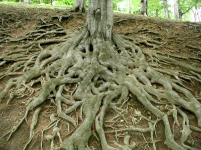 Roots 4