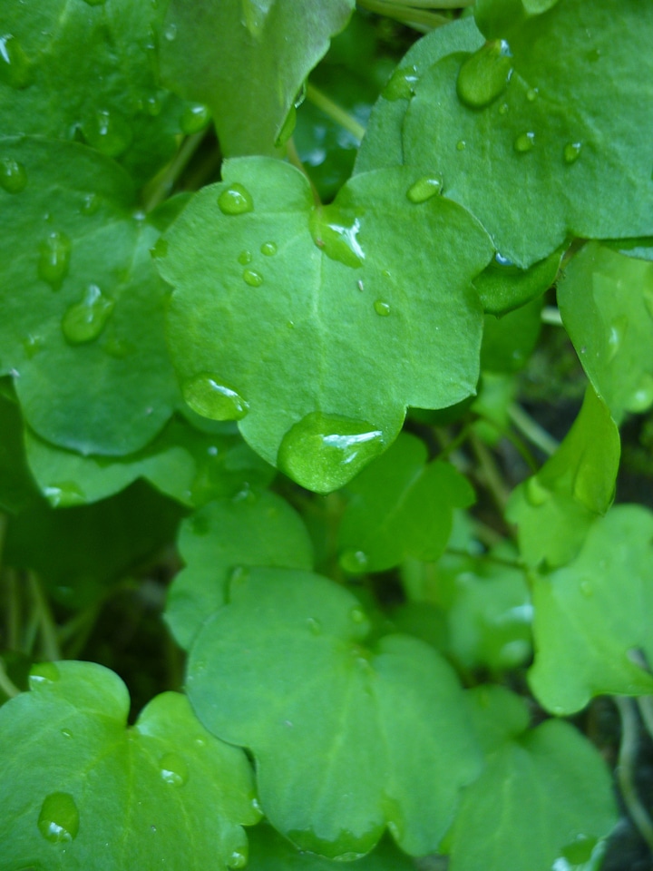 Nature green foliage