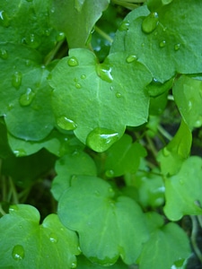 Nature green foliage