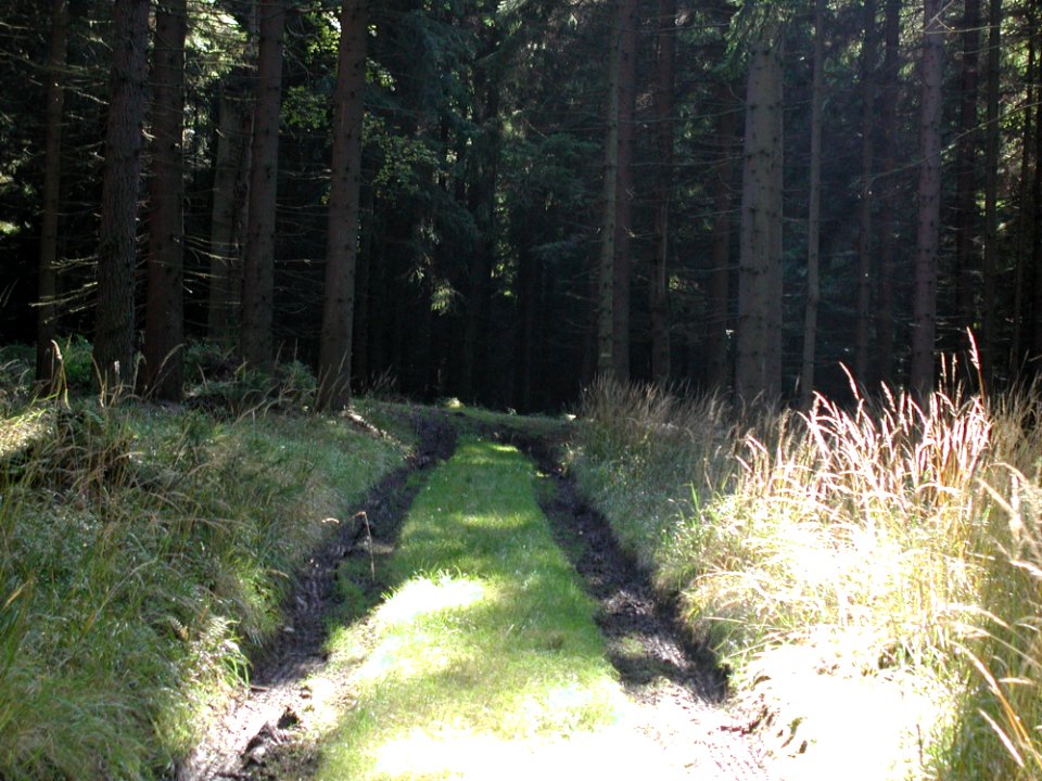 Road 11