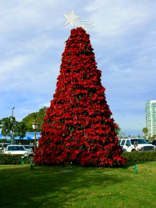 Poinsettia Tree