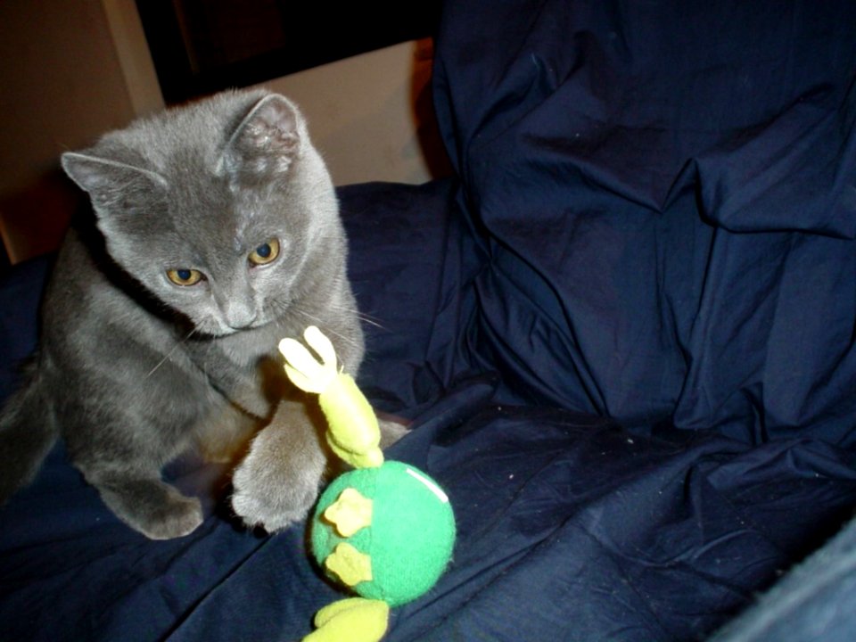 Playing Cat