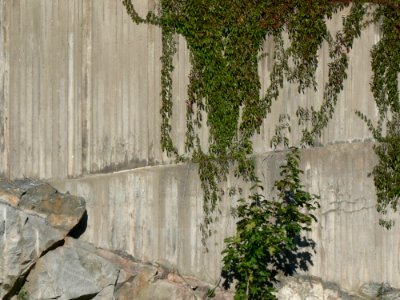 Plants Climbing Concrete Wall 2