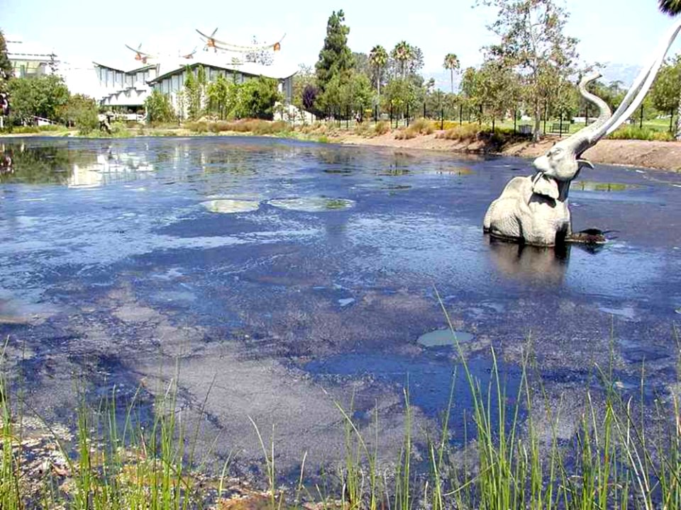 Pond Elefant